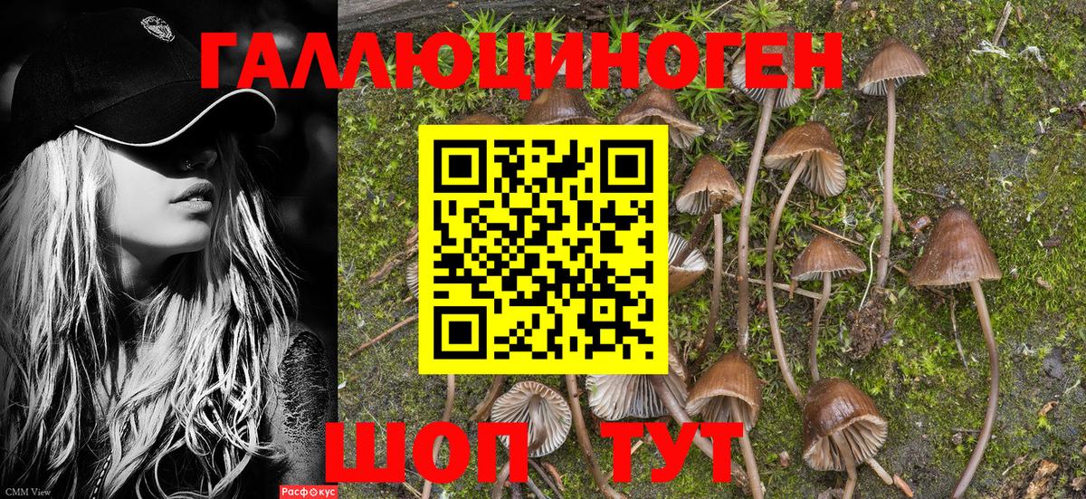 Псилоцибиновые грибы Psilocybine cubensis  Вход с VPN  Моздок 